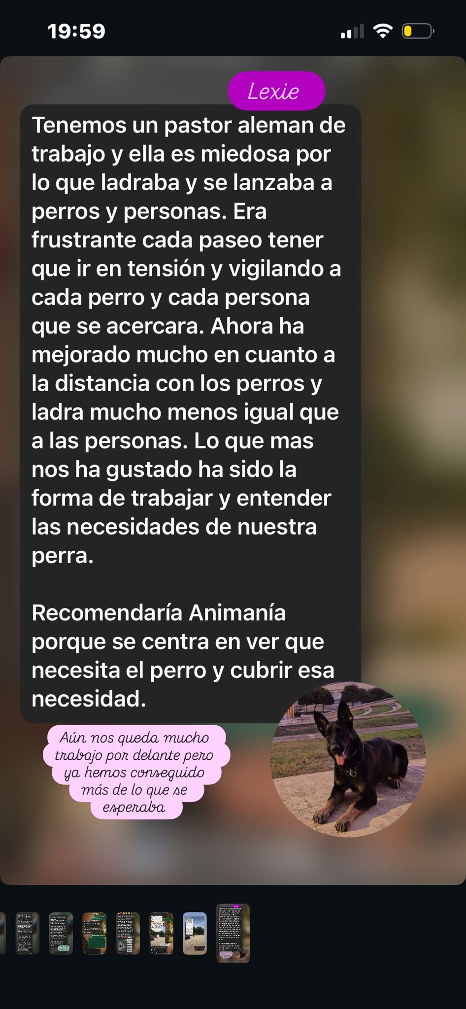 Opinión real sobre Lexie y su evolución en paseos y reactividad